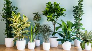 11 plantes resistantes pour purifier l'air de la maison