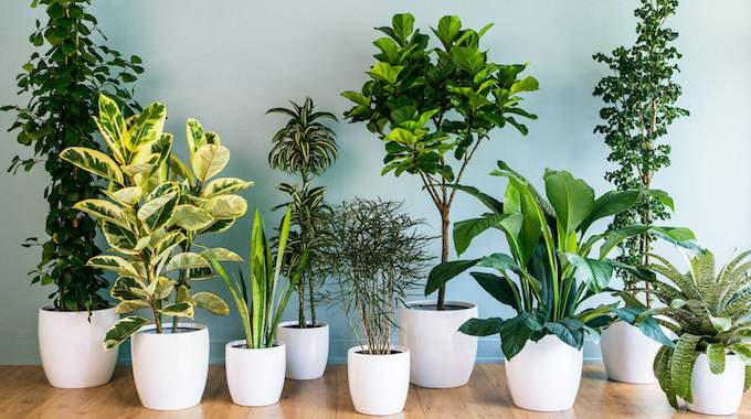 Les plantes d'intérieur, d'excellents humidificateurs d'air