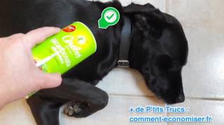 Comment eliminer les odeurs du chien avec du bicarbonate
