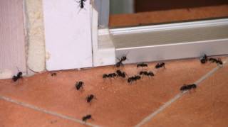 Dérouter les fourmis naturellement