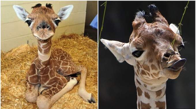 39 Photos De Bébés Girafes Qui Vont Vous Donner le Sourire Pour la Journée.