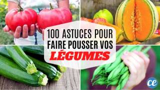 100 Astuces Potager Pour Faire Pousser de Beaux Légumes FACILEMENT