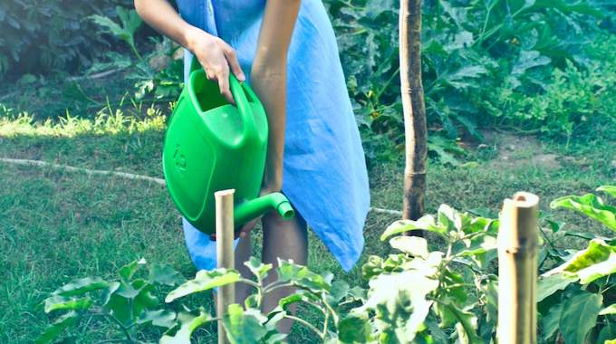 Économie Eau : Récupérer l'Eau de Nettoyage des Légumes pour Arroser les Plantes.