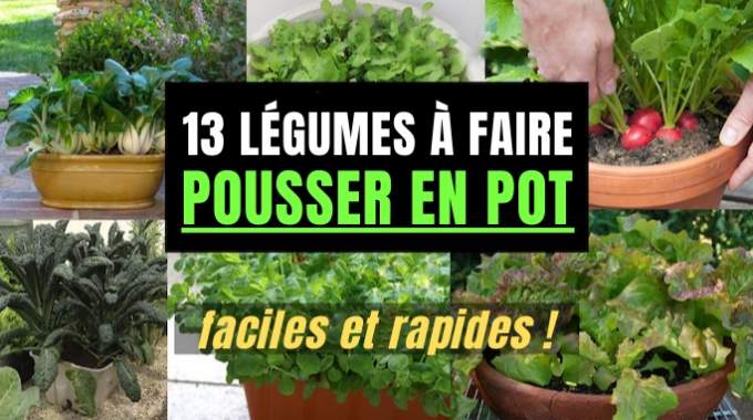 Les 13 Légumes Les Plus Faciles (et Rapides) à Faire Pousser En Pot.