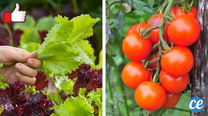 10 Légumes Faciles à Faire Pousser Pour Ceux Qui Débutent en Jardinage.