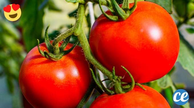 Le Truc de Jardinier Pour Faire Pousser de Belles Tomates Plus Sucrées.
