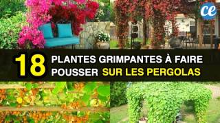 Les 18 Meilleures Plantes Grimpantes à Faire Pousser Sur les Pergolas