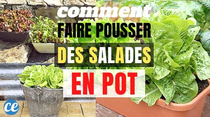 Voici Comment Faire Pousser de la Salade En Pot Facilement.
