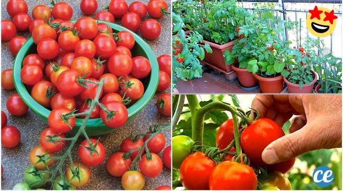 23 Astuces Pour Faire Pousser Un Paquet De Tomates Sur Votre Balcon.