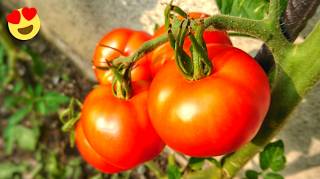 3 Utilisations du Sel d'Epsom Pour Faire Pousser de Superbes Tomates