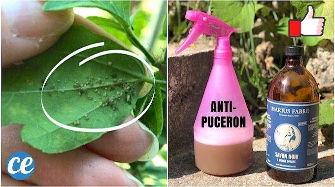 Le Spray Anti-Pucerons PUISSANT Qui Protège Vos Plantes.