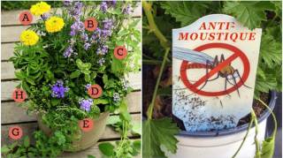 Le Pots de Fleurs ANTI-MOUSTIQUES Pour la Terrasse