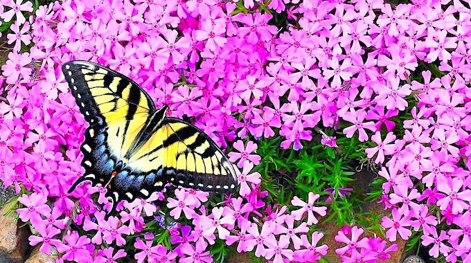 Papillons : 10 Belles Fleurs Pour Les Attirer Dans Son Jardin.