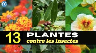 13 Plantes Magiques Qui Repoussent les Insectes Naturellement