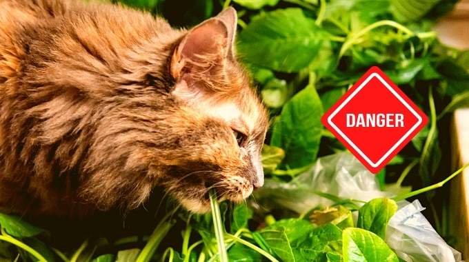 30 Plantes Toxiques Pour Votre Chat.