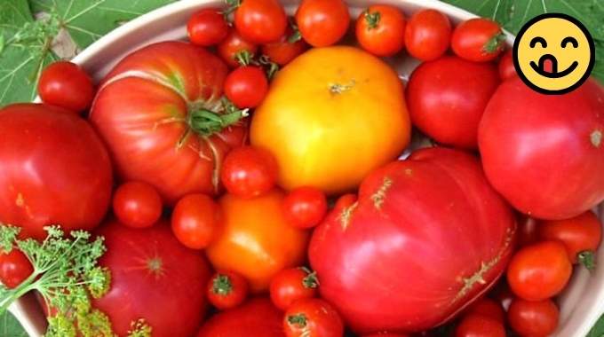 Le Secret de Jardinier Pour Faire Pousser des Tomates en Seulement 1 Semaine.