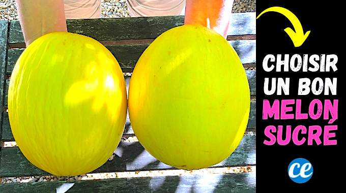 comment choisir un bon melon jaune bien sucre lastuce a connaitre