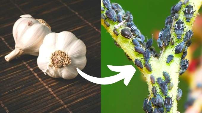 Insecticide Naturel : 6 Recettes Faciles Pour Vous Débarrasser des Pucerons.