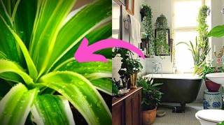 10 Plantes Qui Absorbent l'Humidité Naturellement Dans Toute la Maison