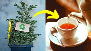10 Astuces Pour Recycler Son Sapin de Noël (Et Lui Donner une Seconde Vie)
