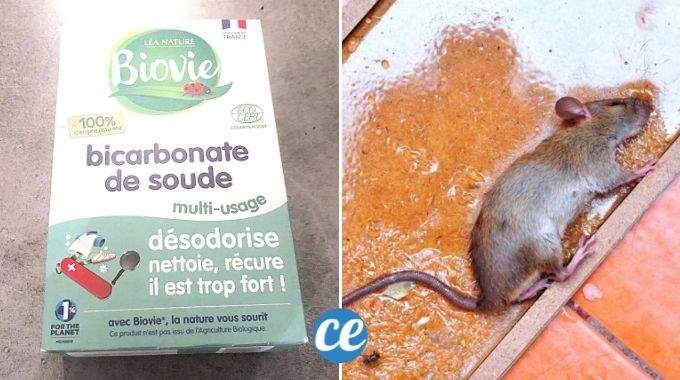 L’Astuce Pour Se Débarrasser des Rats avec Du Bicarbonate (Naturelle et Rapide)