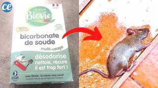 L’Astuce Pour Se Débarrasser des Rats Avec du Bicarbonate (Naturelle et Rapide)