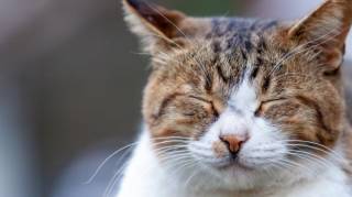 Pour Vivre Mieux : j'Adopte un Chat de Gouttière à la SPA 