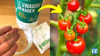 Graines de Tomate : L'Astuce Pour Les Faire Germer 2 Fois Plus Vite