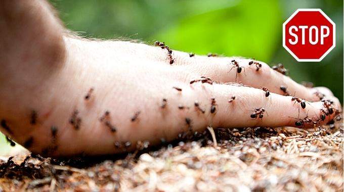 11 astuces pour detruire un nid de fourmis a la maison