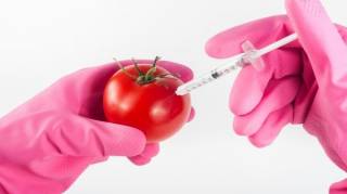 Les OGM ne Sont Pas Nocifs pour Notre Santé Sauf si On en Mange 