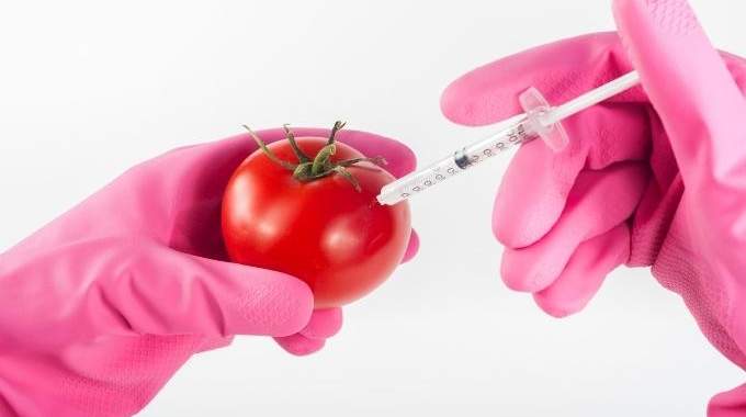 Les OGM ne Sont Pas Nocifs pour Notre Santé, Sauf si On en Mange !