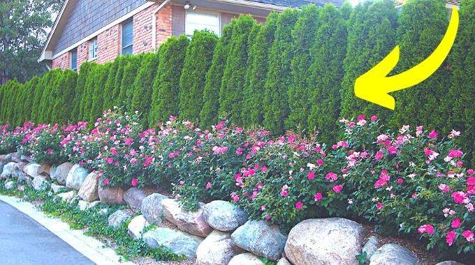 13 plantes brise vues pour cacher un vis a vis dans votre jardin1