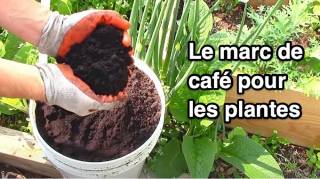 Quelles Plantes Aiment le Marc de Café 
