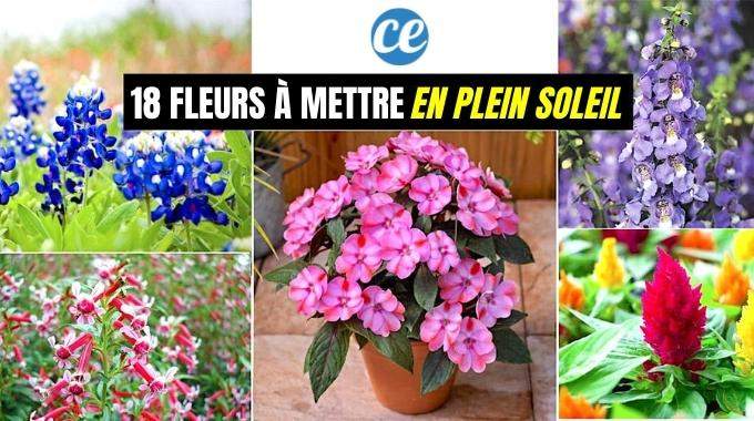 18 Fleurs Qui Supportent le Plein Soleil (à Mettre en Pots et Jardinières Cet Été).