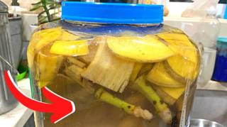 Comment Utiliser la Peau de Banane Comme Engrais  4 Astuces de Jardinier