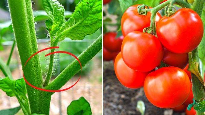 Pourquoi (Et Comment) Enlever les Gourmands des Tomates ?