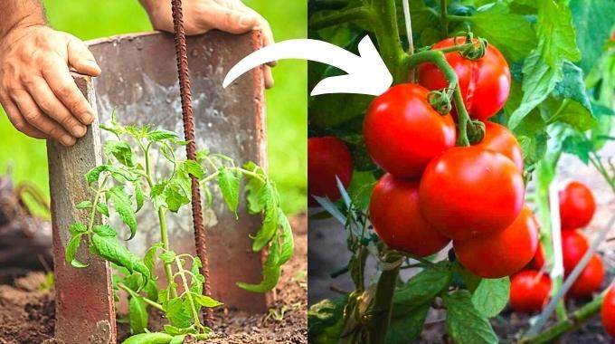 Pourquoi Faut-Il Mettre une Tuile à Côté des Plants de Tomates ?