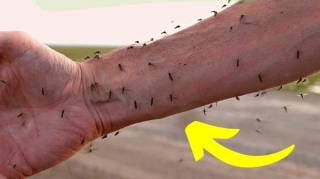 Qu'Est-Ce Qui Attire les Moustiques  Les Erreurs à Éviter (& Nos Solutions)