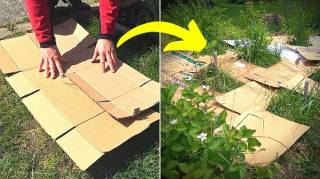 Comment Utiliser du Carton Pour Éliminer les Mauvaises Herbes (Facile et Rapide)