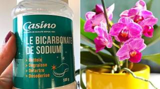 Pourquoi Faut-il Mettre du Bicarbonate de Soude dans les Orchidées 