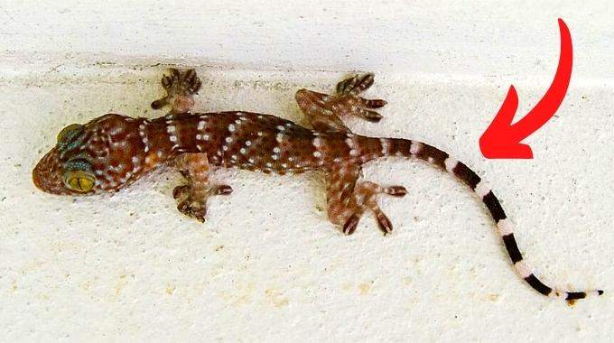 Pourquoi Il Ne Faut Jamais Tuer les Geckos Dans Votre Maison ?