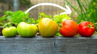Comment Faire Mûrir les Tomates Vertes en Fin de Saison 