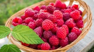Un masque à la framboise tonifiant et naturel pour peau grasse