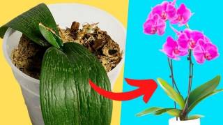 Comment Sauver une Orchidée Mourante  L'Astuce Pour la Ramener à la Vie en 5 min