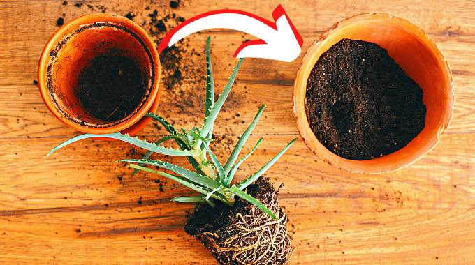 Quand Rempoter une Plante Dans un Plus Grand Pot ? 4 Signes Qui Ne Trompent Pas.