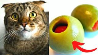 Pourquoi les Chats Aiment Tant les Olives 