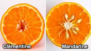 Quelle Différence Entre une Mandarine Et une Clémentine  L’Astuce Pour Ne Plus Se Tromper 