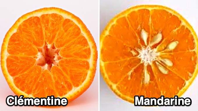 Quelle Différence Entre une Mandarine et une Clémentine ? L’Astuce Pour Ne Plus Se Tromper. 