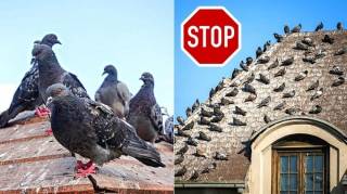 21 Répulsifs Anti-Pigeon Efficaces (Pour les Éloigner du Balcon Terrasse et Toit)