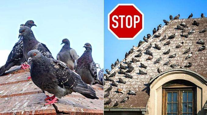 Les Meilleurs Répulsifs Anti-Pigeons (Pour les Éloigner du Balcon, Terrasse et Toit).